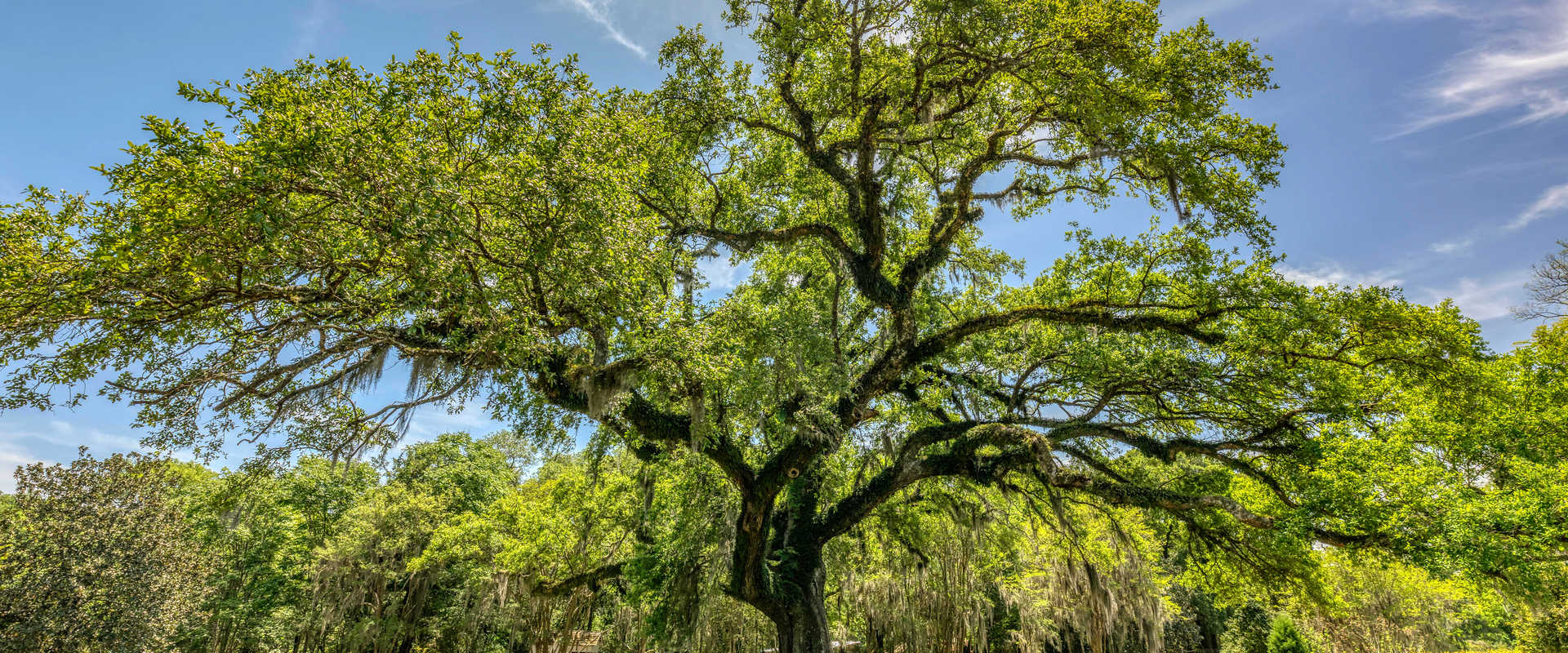 Saint Francisville
