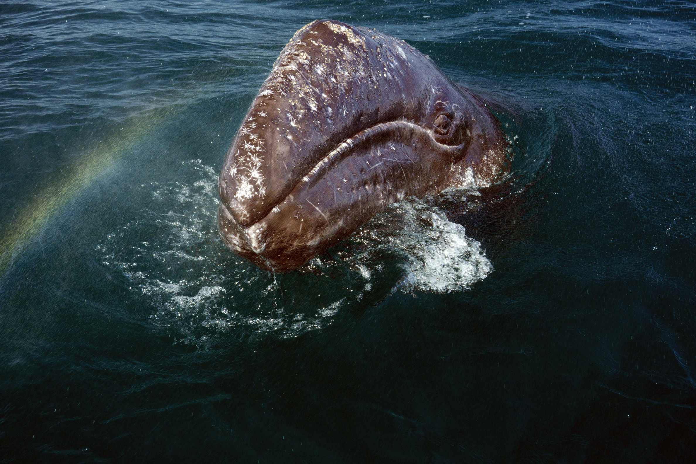 Gray whale coming to the surface for air