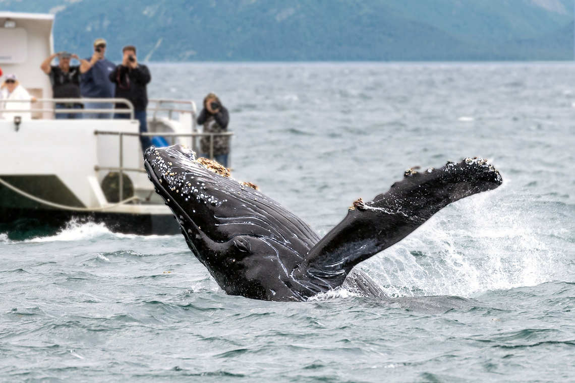 Humpback whale breaching near boat