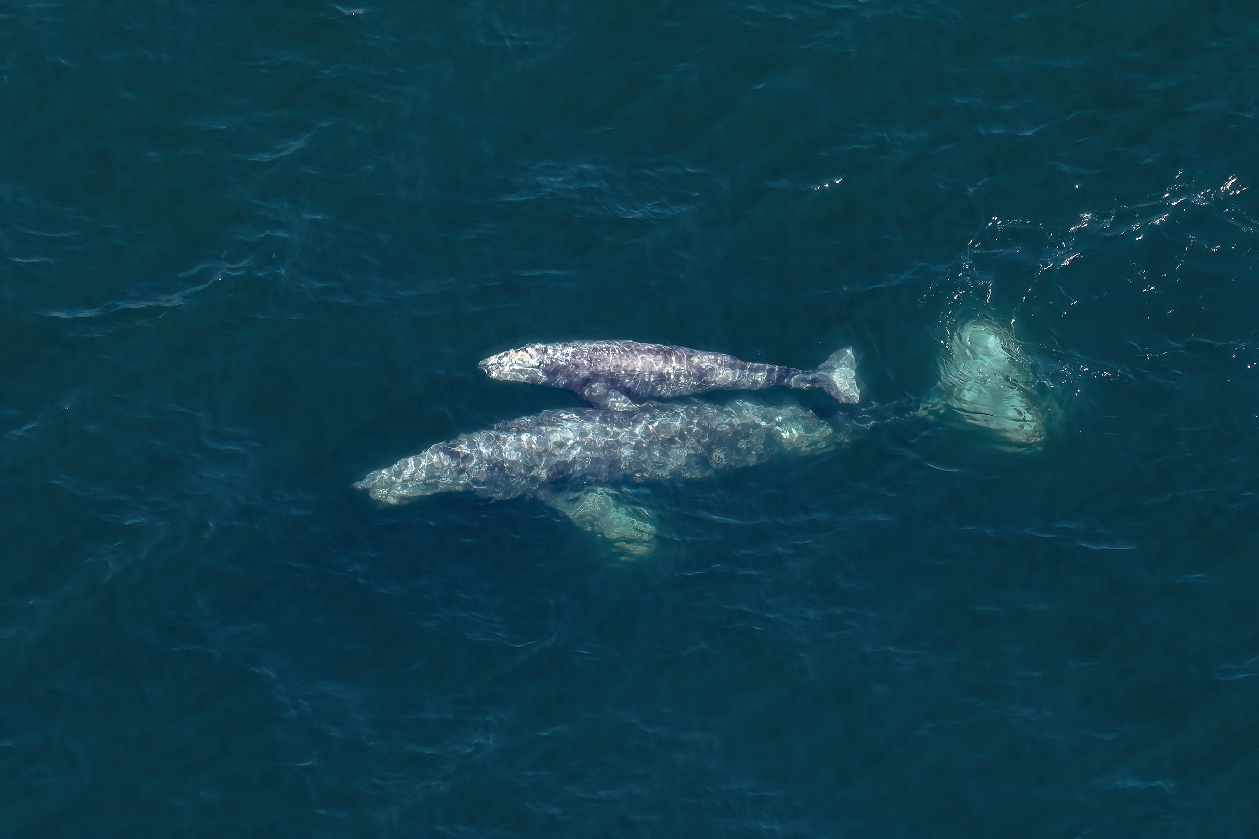 Gray whale mother and calf