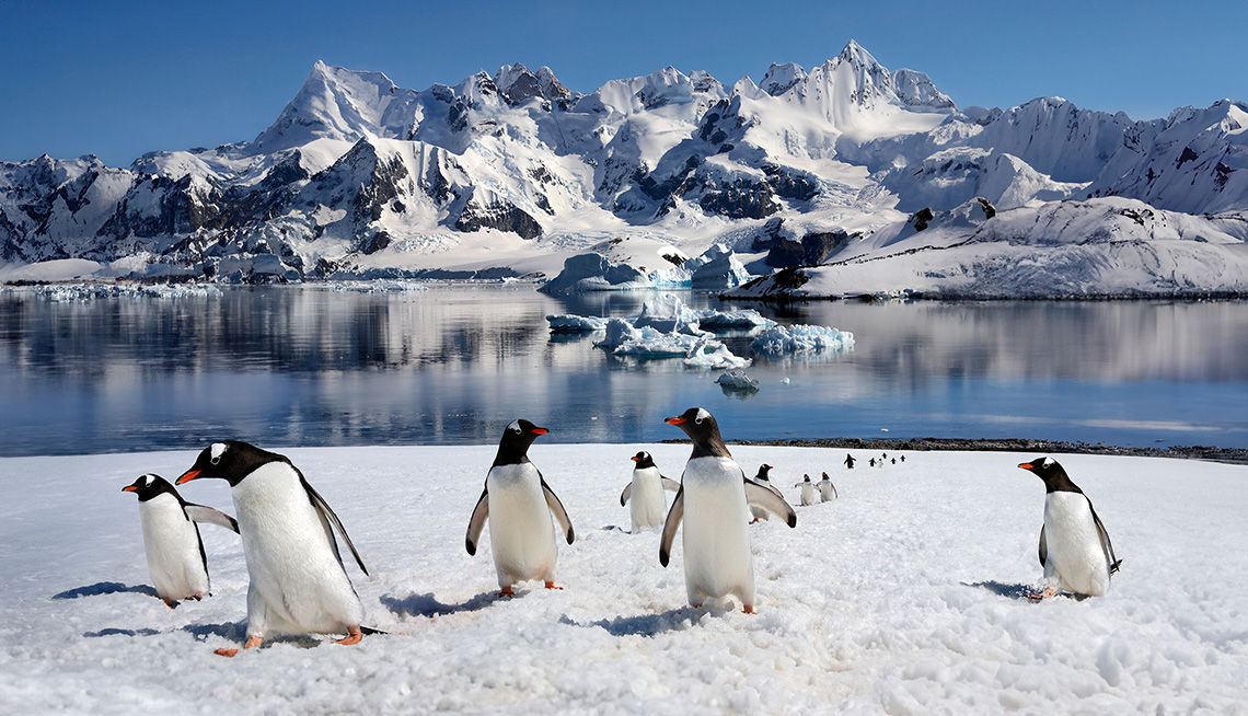Gentoo Penguins on Danko Island on the Antarctic Peninsula
