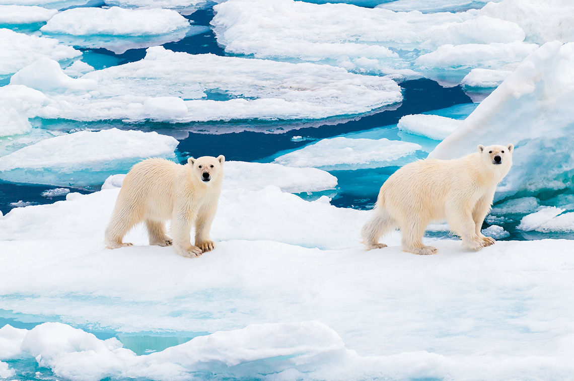 Polar bear cubs walking on the ice in the Arctic, Svalbard, Norway
