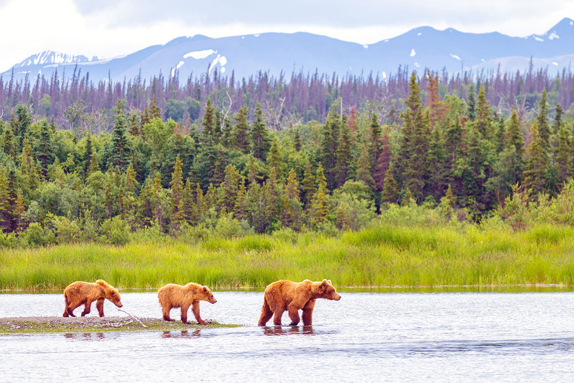 Brown Bear and Two Cubs