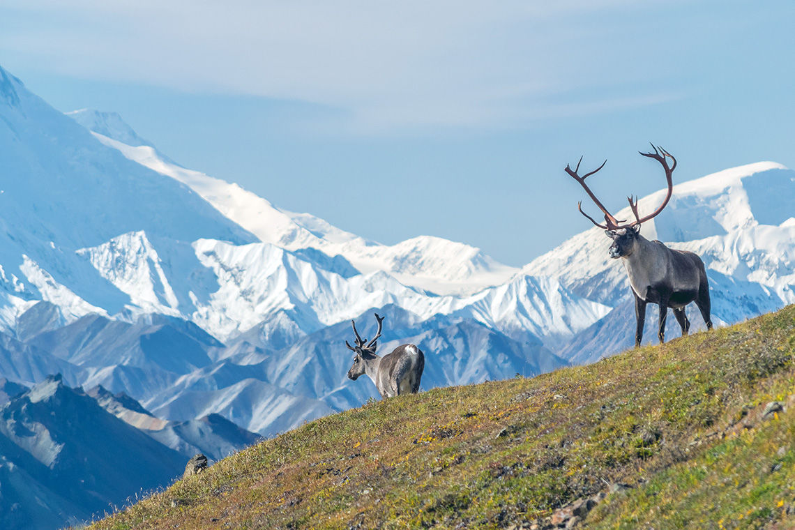 Majestic caribou bull in Alaska