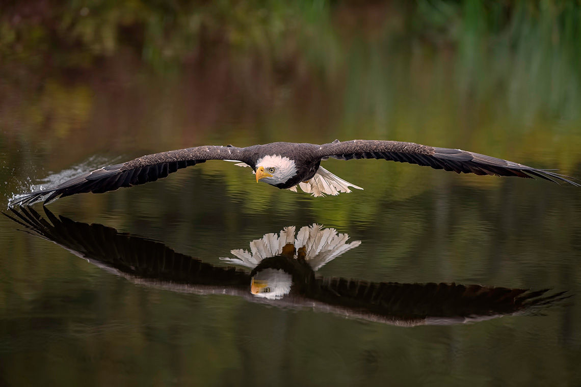 Male Bald Eagle Flying Over a Pond