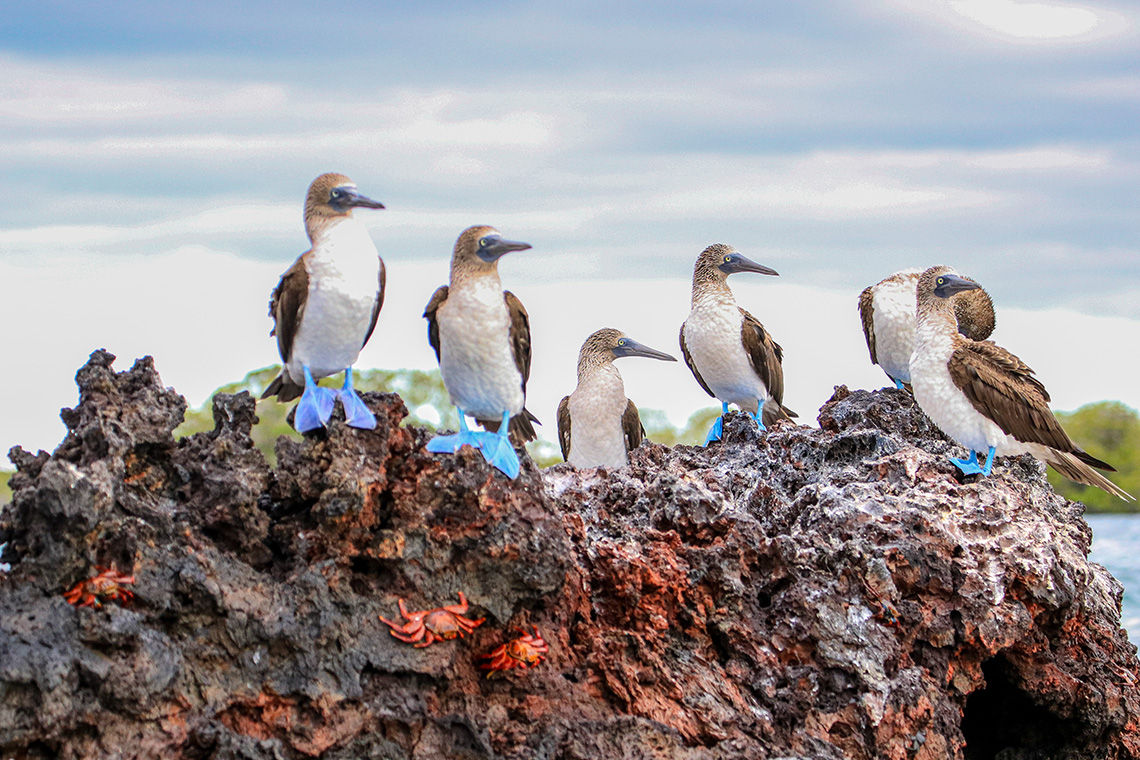 Blue-Footed Boobies