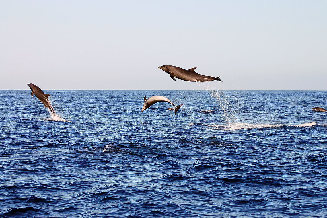 Jumping dolphins