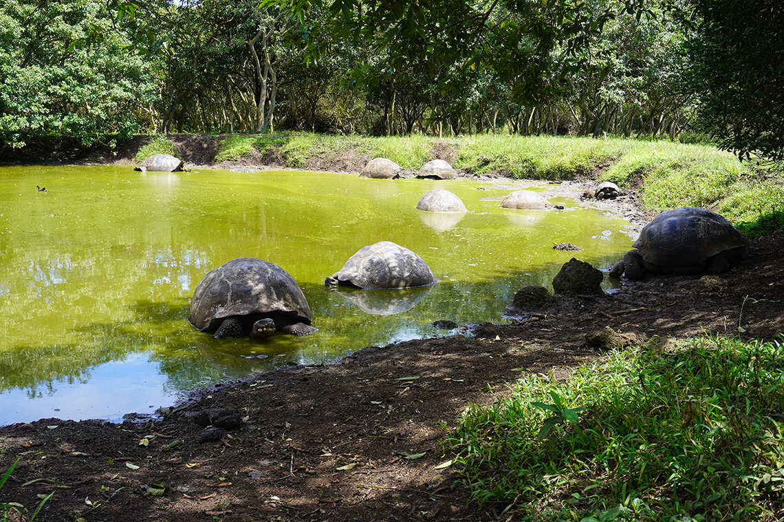 Giatn tortoises bathing in a pond