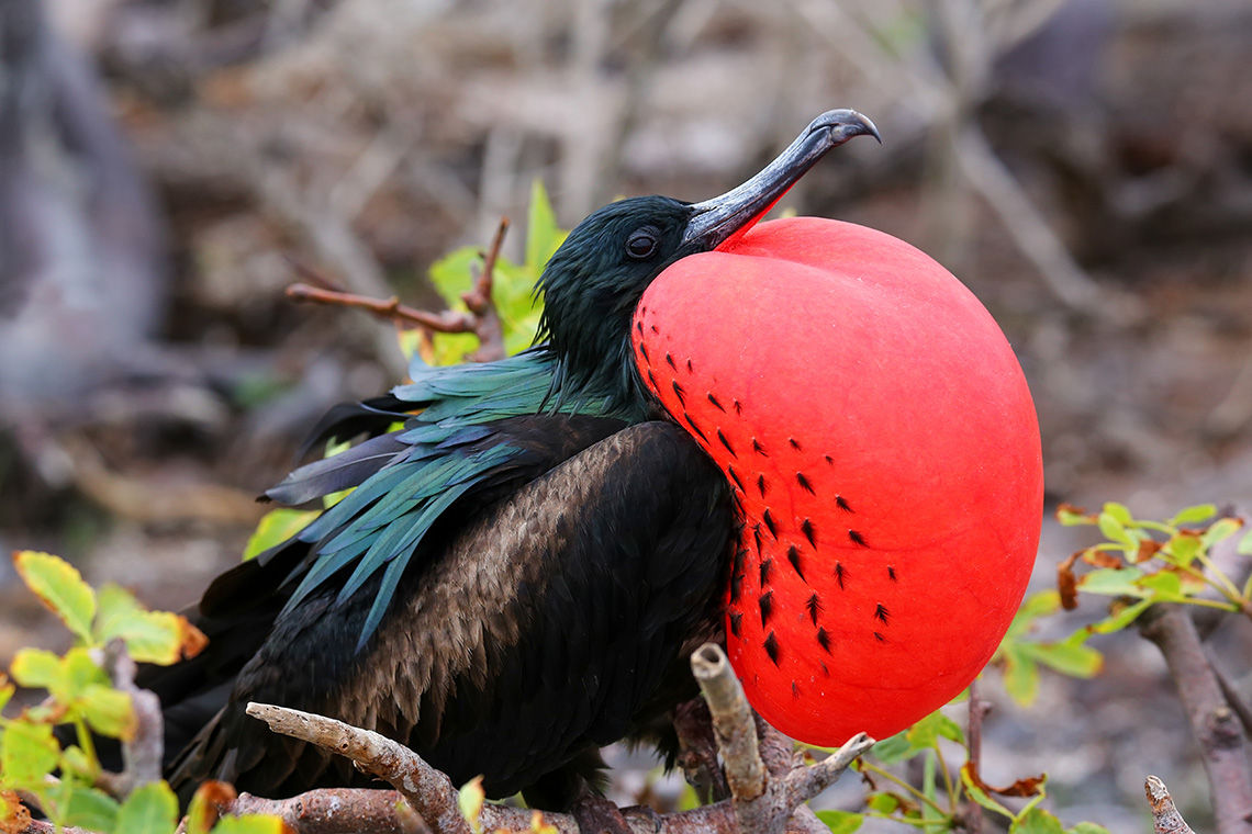 Male Frigatebird displaying his pouch