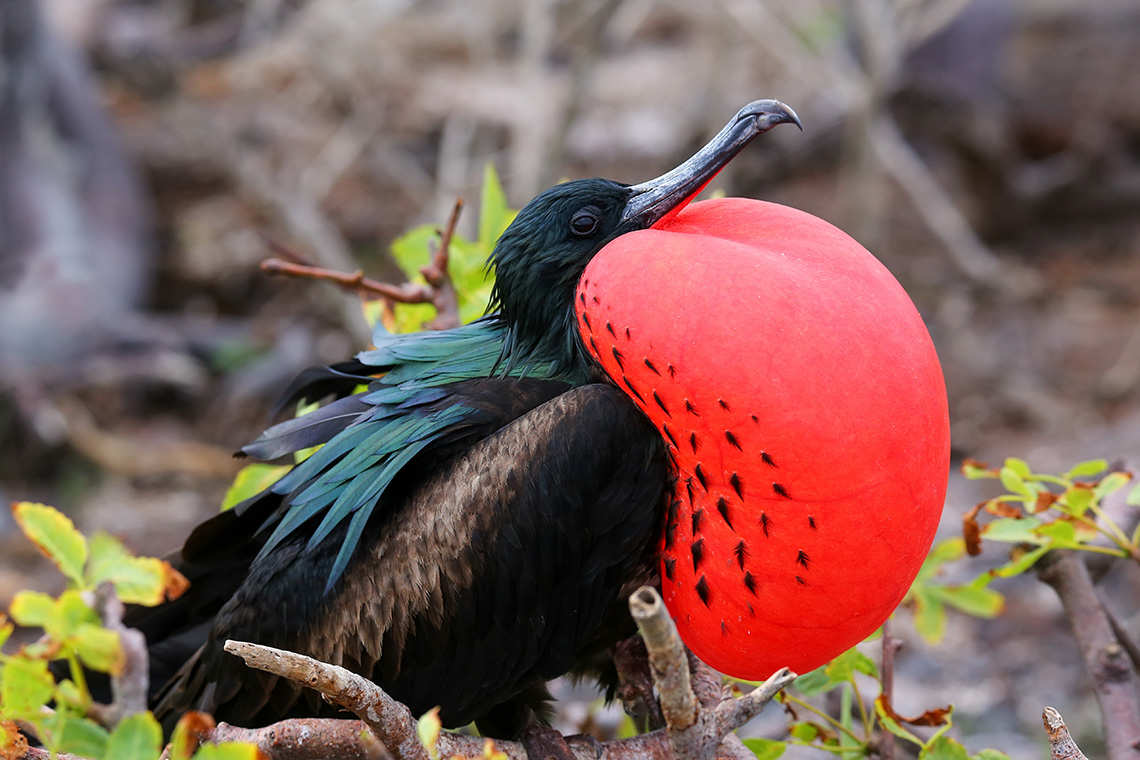 Male Frigatebird displaying his pouch