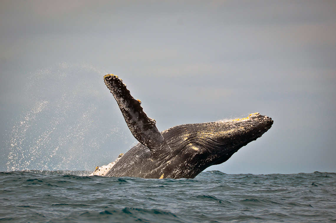Humpback Whale breaching