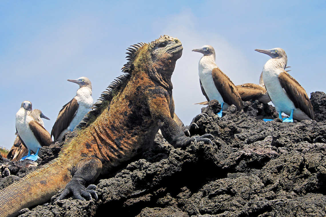 Marina Iguana and blue-footed boobies