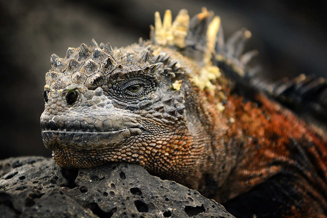 Marine iguana