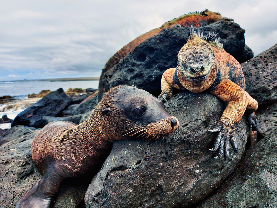 Sea lion pup and marine iguana