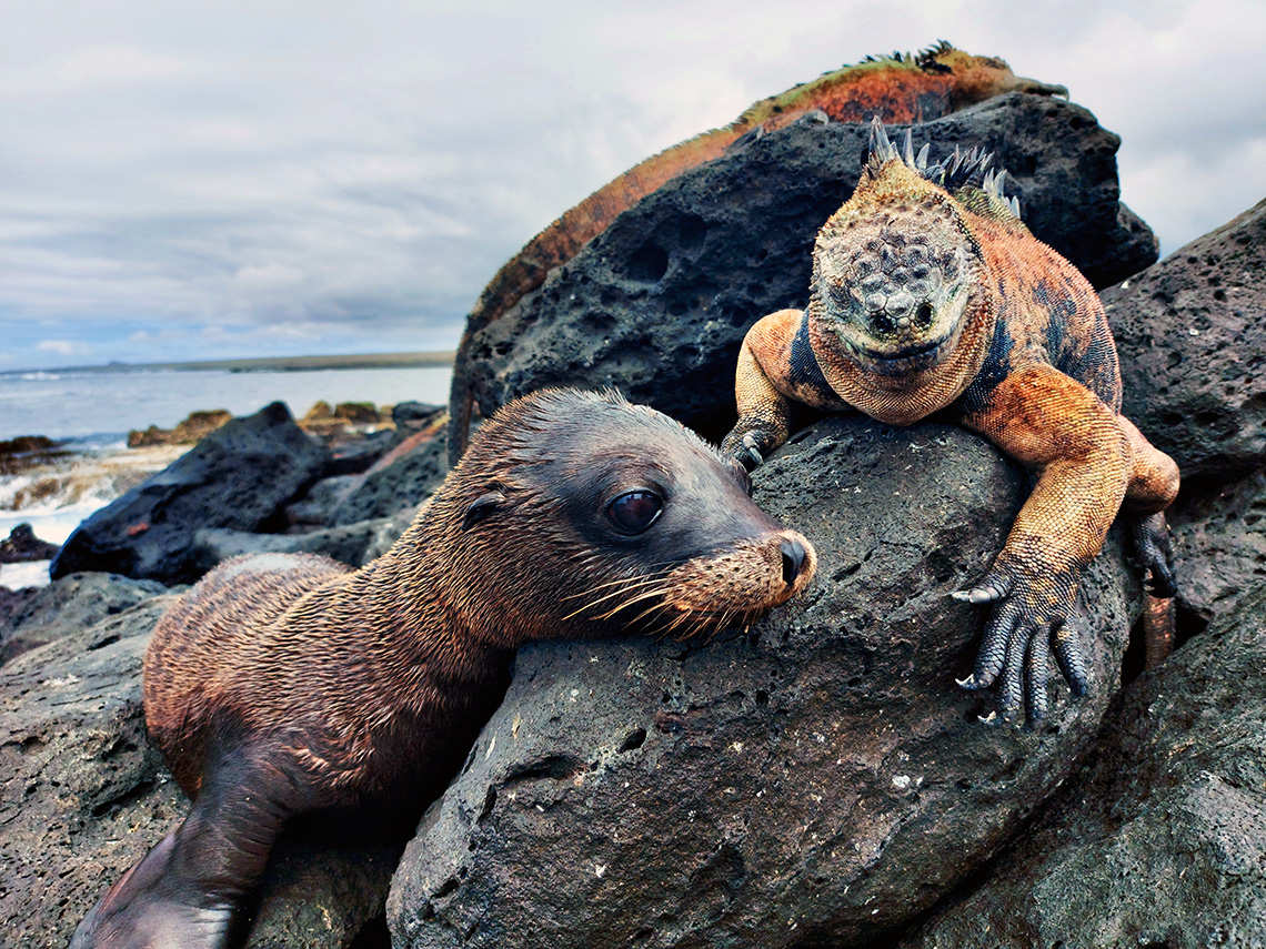 Sea lion pup and marine iguana