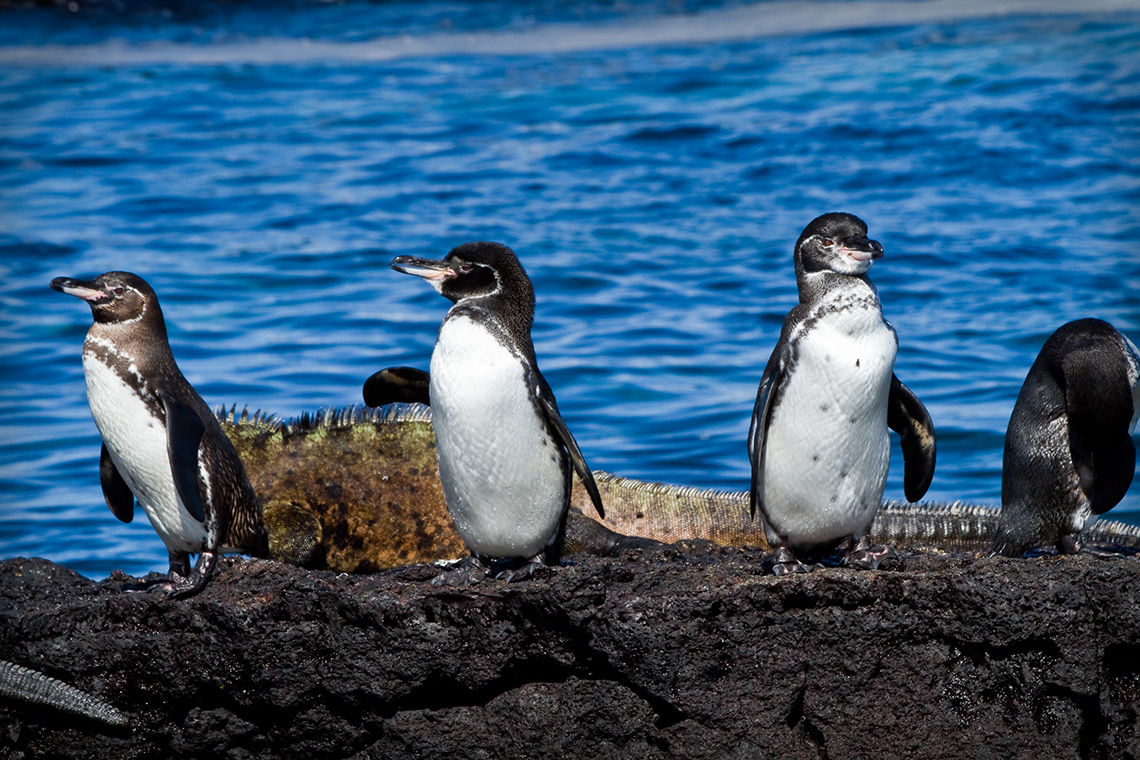 Galapagos Penguins