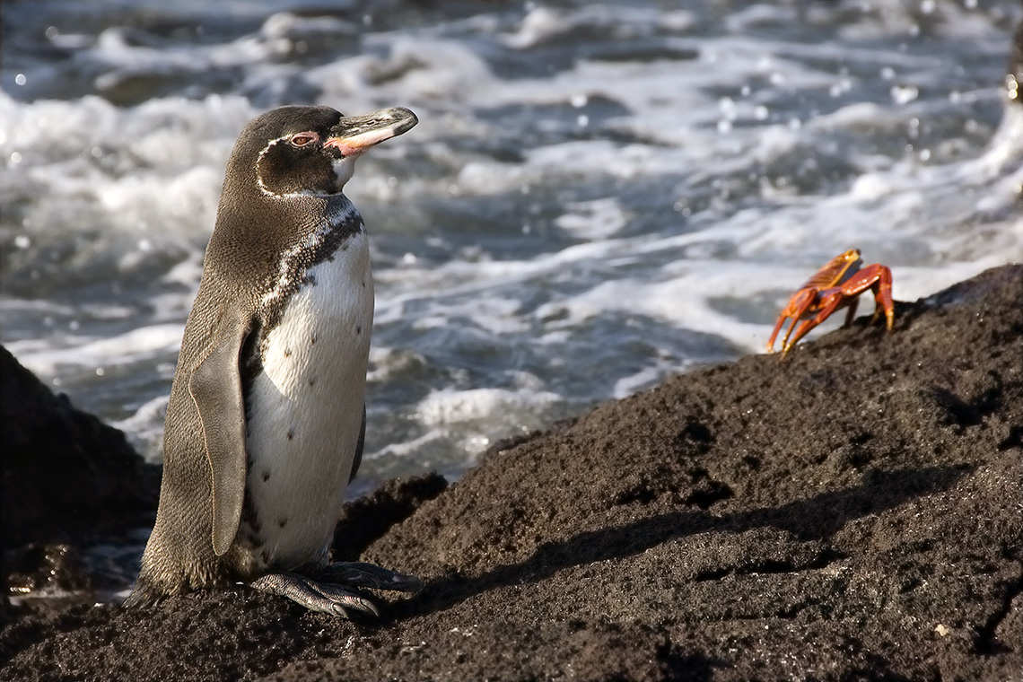 Galapagos Penguin