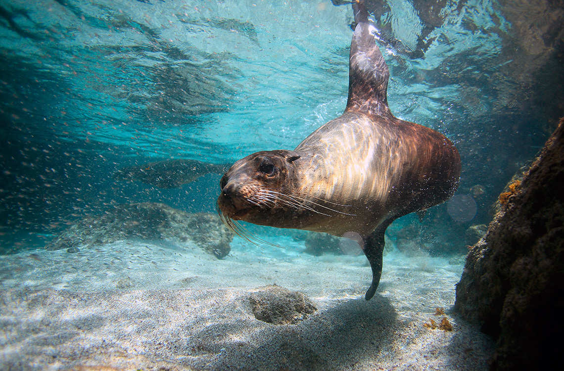 Sea lion swimming