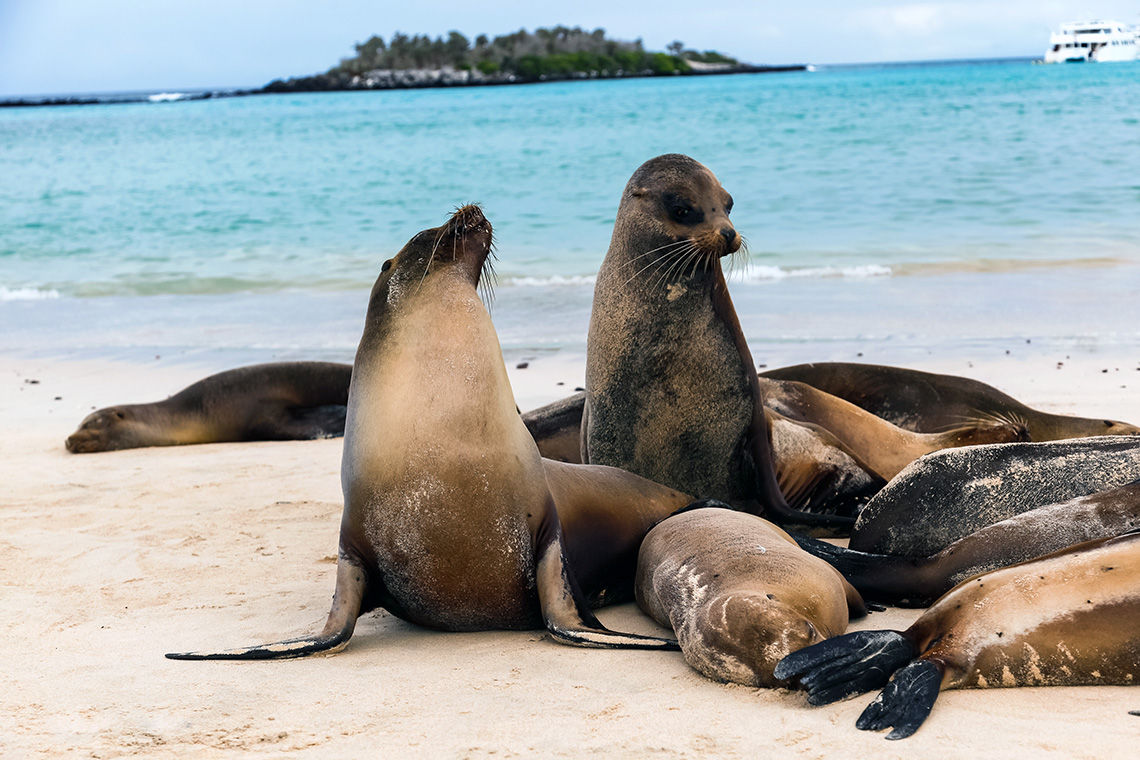 Sea lions on the beach