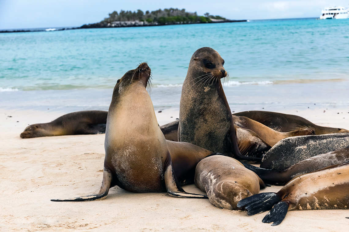 Sea lions on the beach