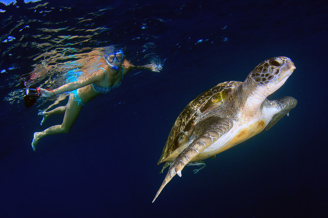 Marina iguana and blue-footed boobies