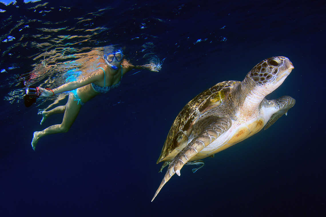 Marina iguana and blue-footed boobies