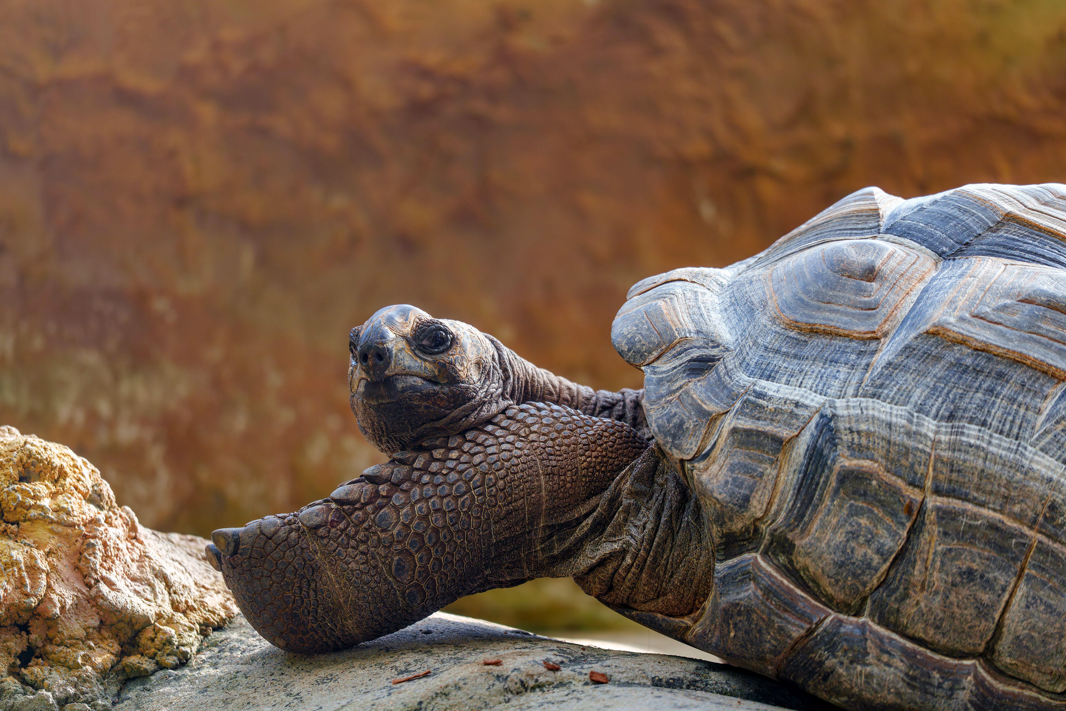 Resting Galpagos Tortoise
