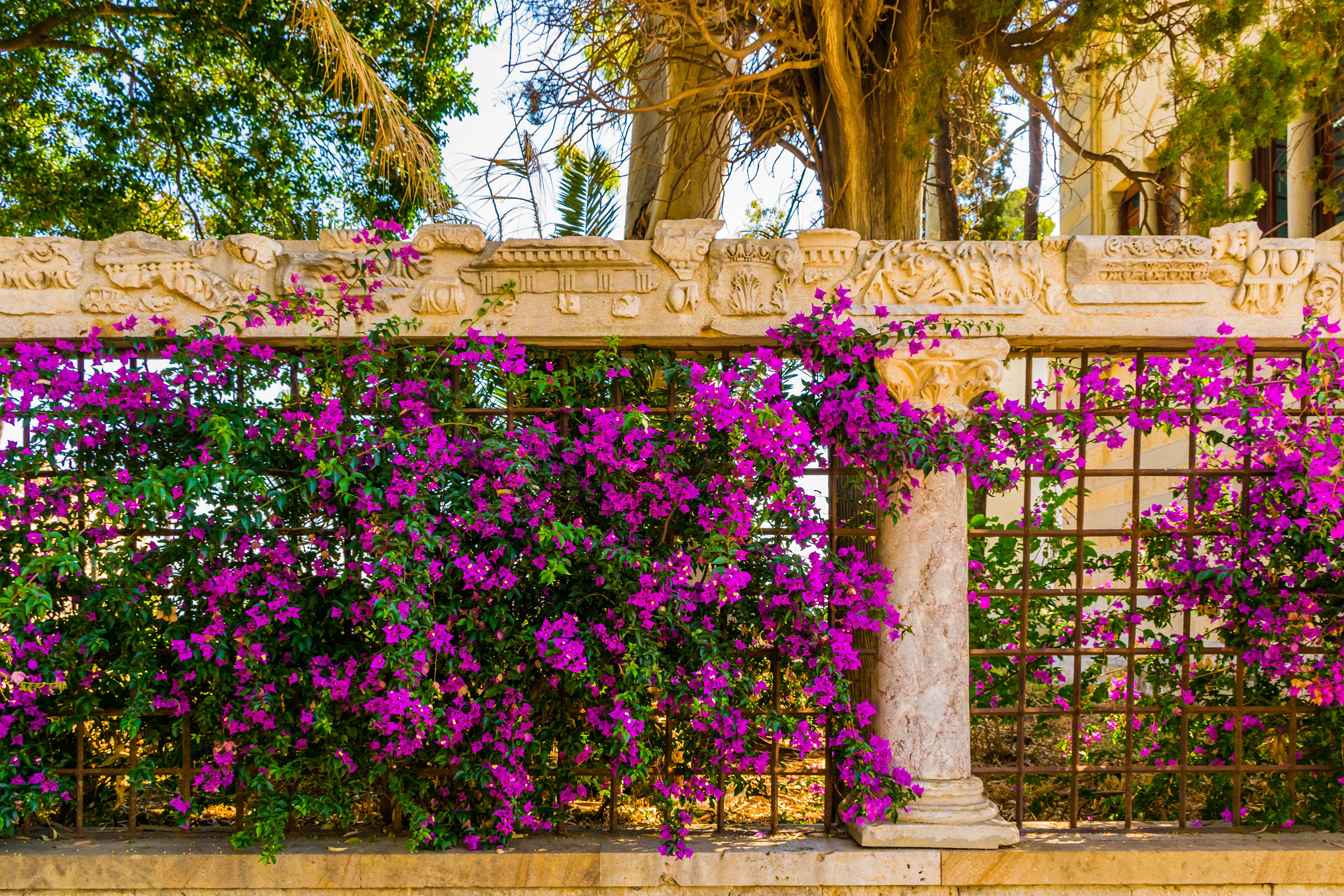 Buganvílias com antigas ruínas restauradas de colunatas na antiga cidade de Kos, ilha de Kos