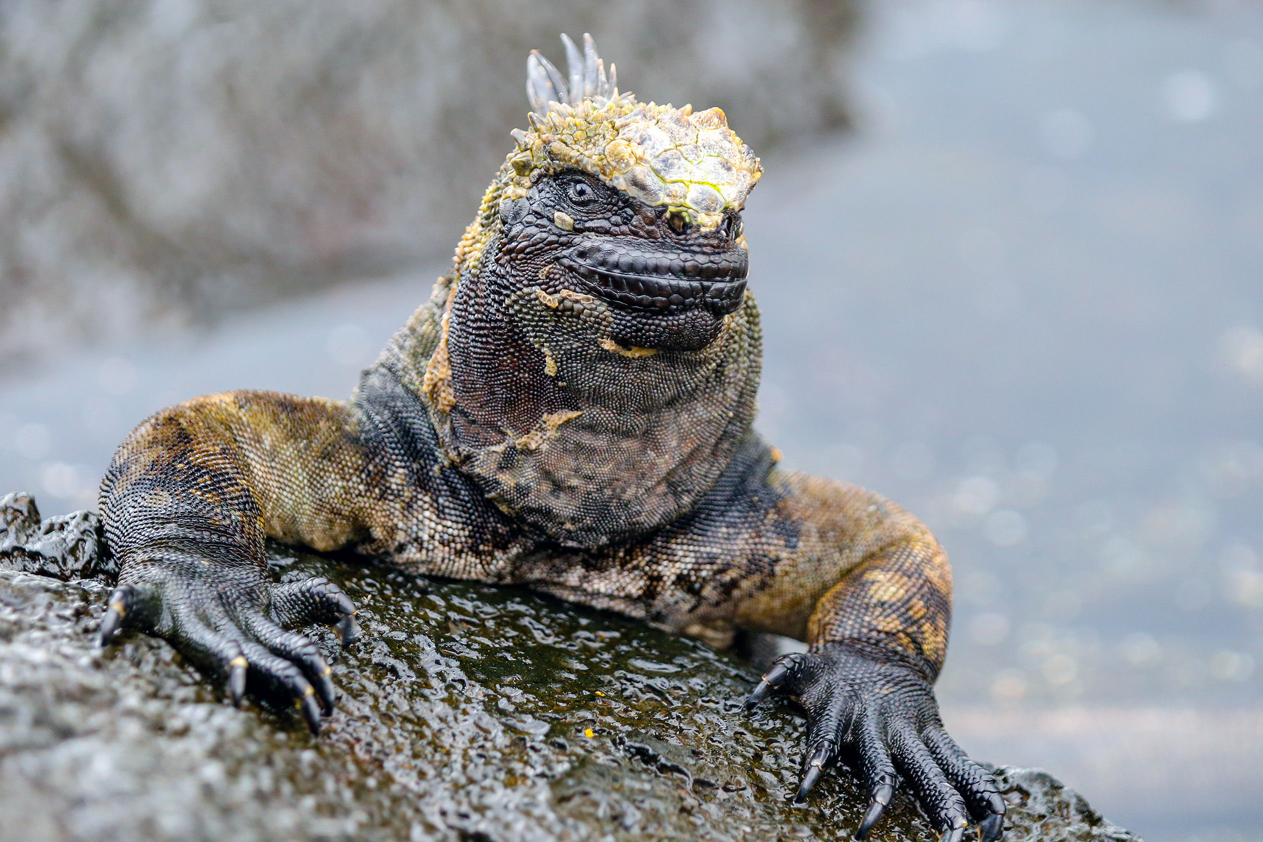 Marine iguana posing
