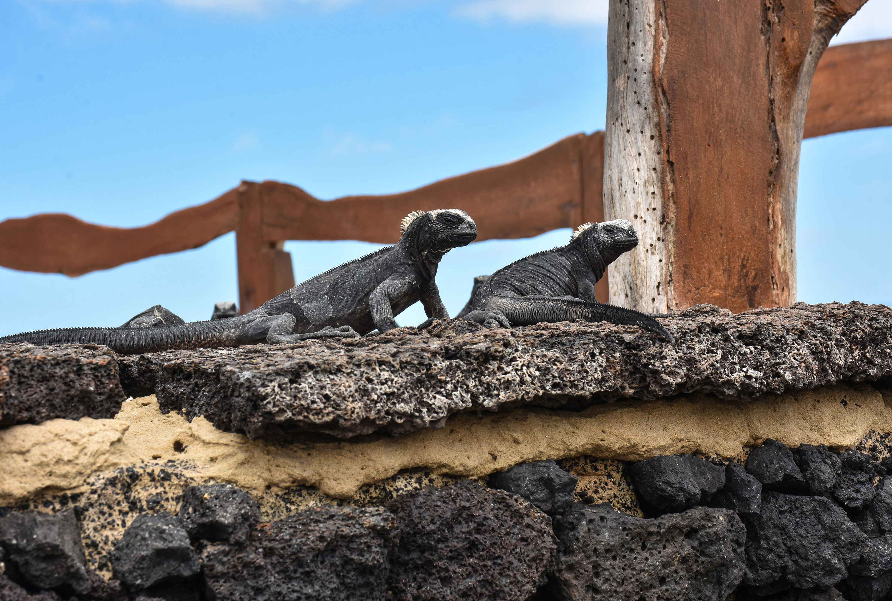 Marine iguana on Isabela Island