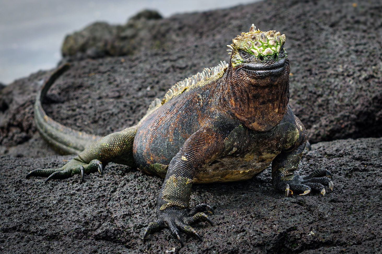Marine iguana
