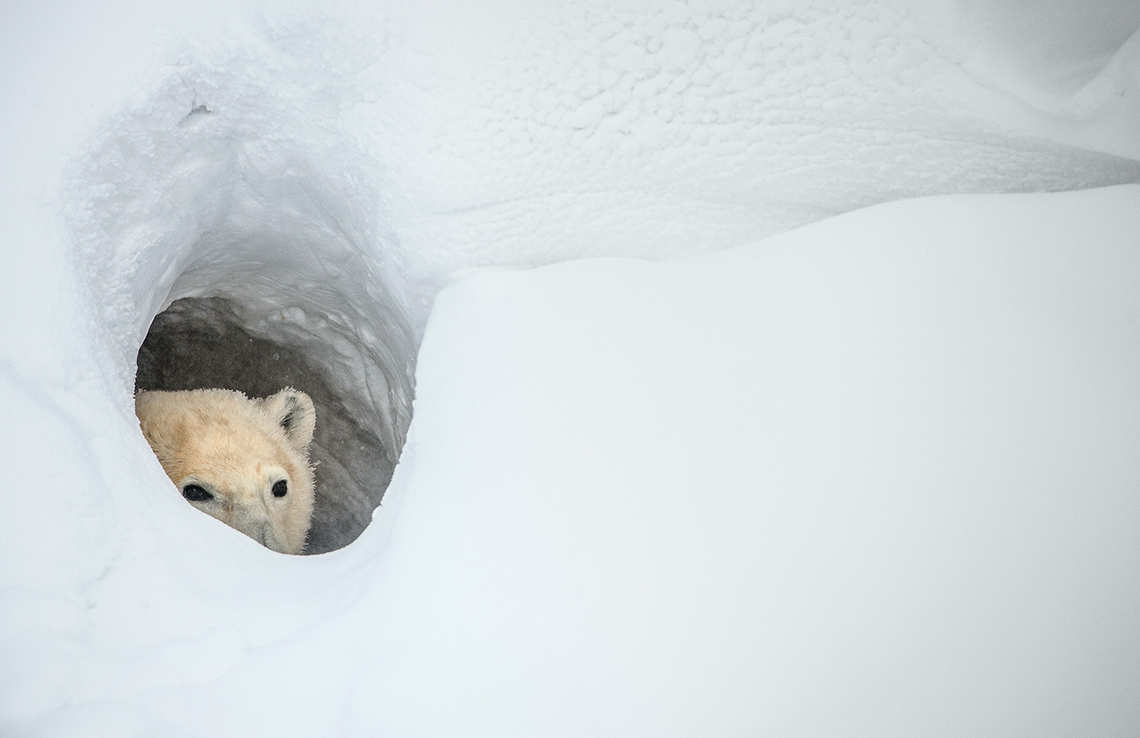 Bear emerging from the deep snow