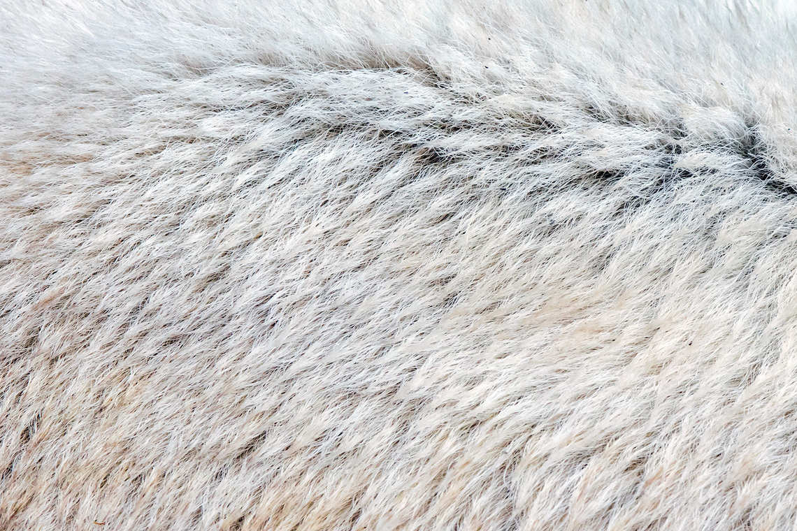 Close-up of a polar bear's fur