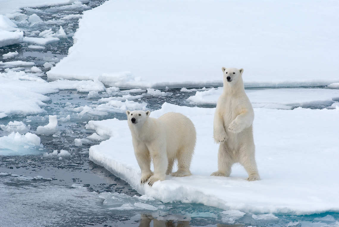 Two polar bear siblings