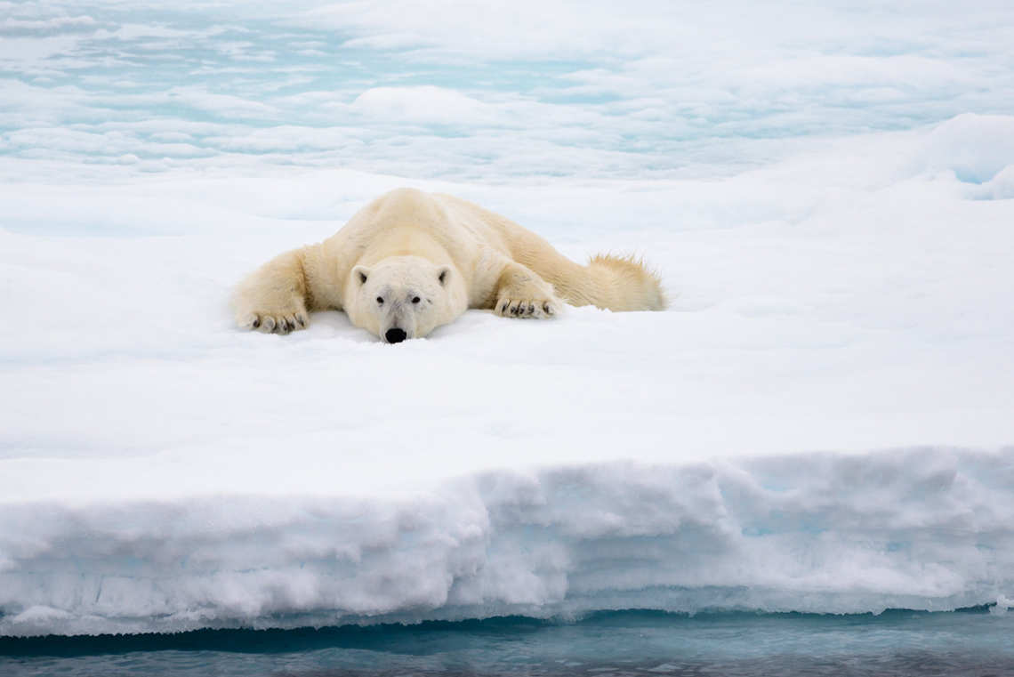Polar bear on the ice