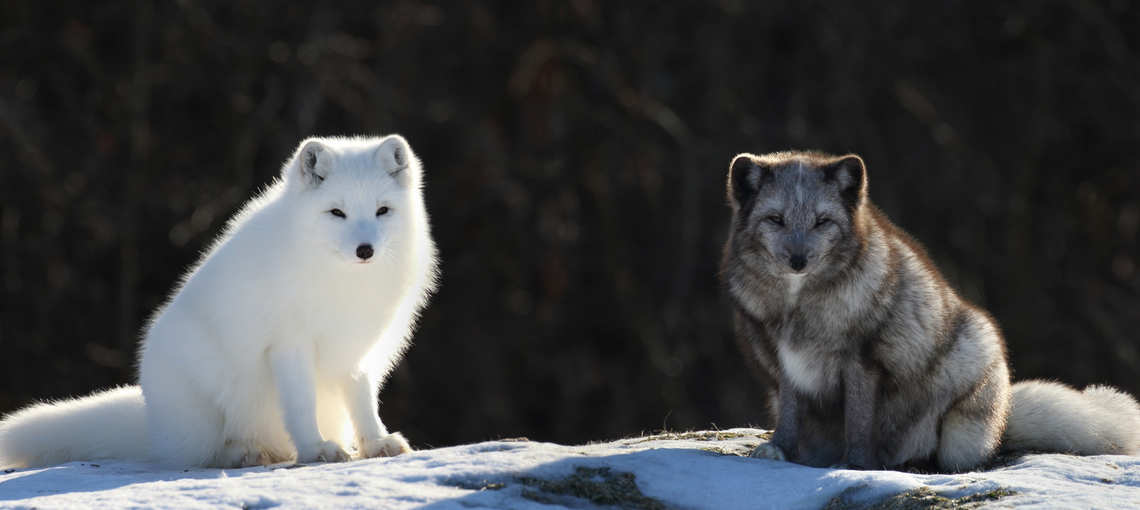 Two arctic foxes