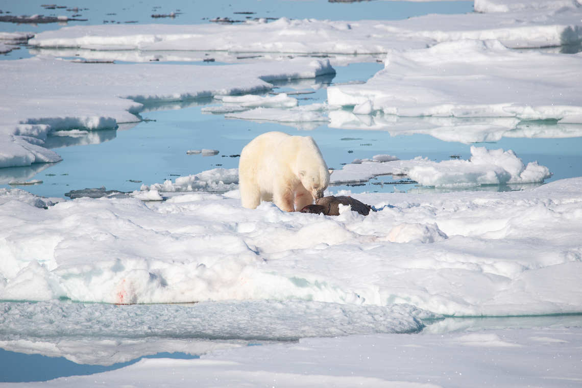 Polar bear eating