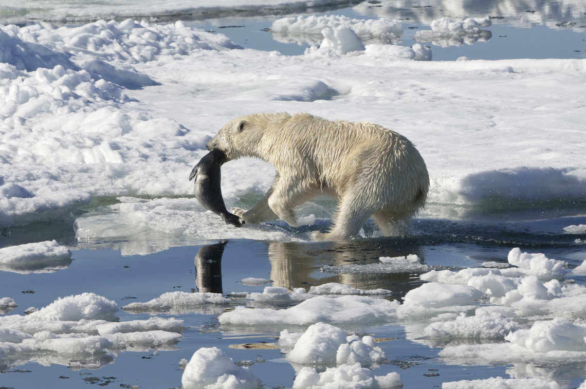 Polar bear carrying a freshly-caught seal