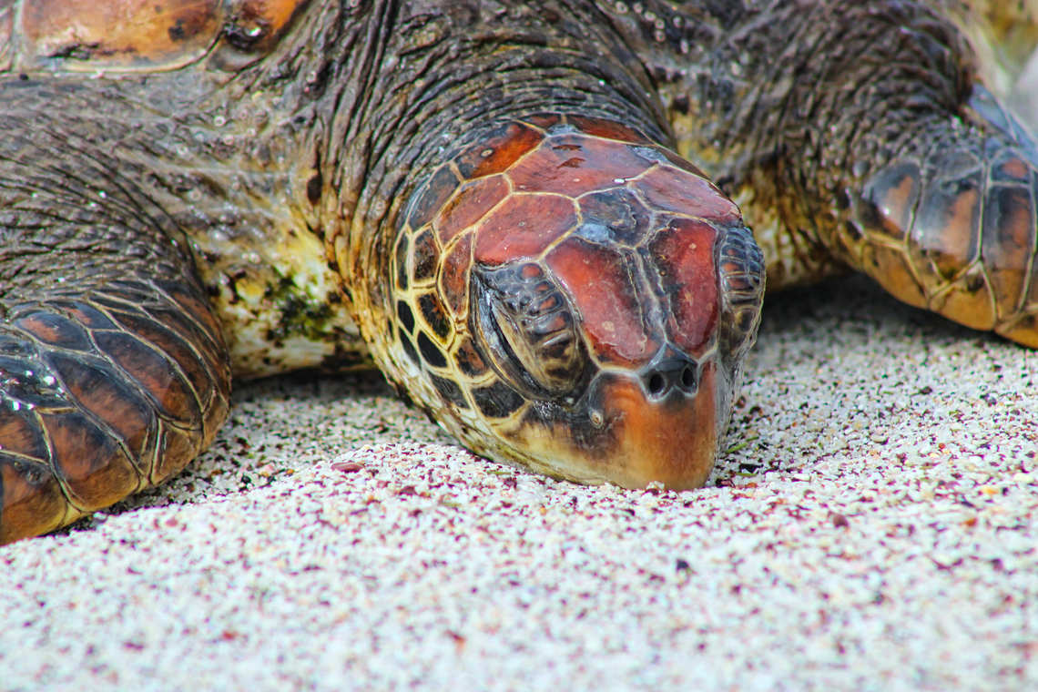Sea turtle in Tortuga Bay, Galapagos