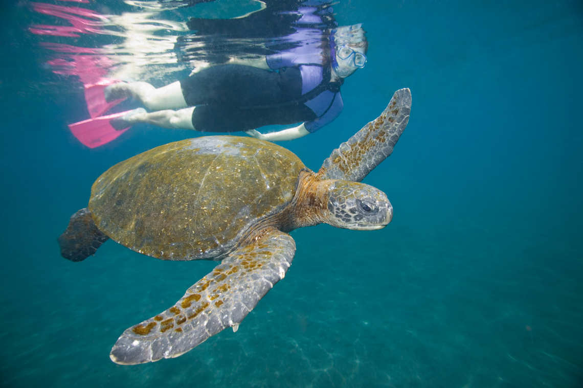 Snorkeling with a turtle