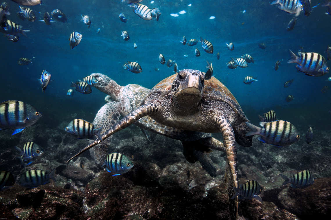 Turtle surrounded by fish