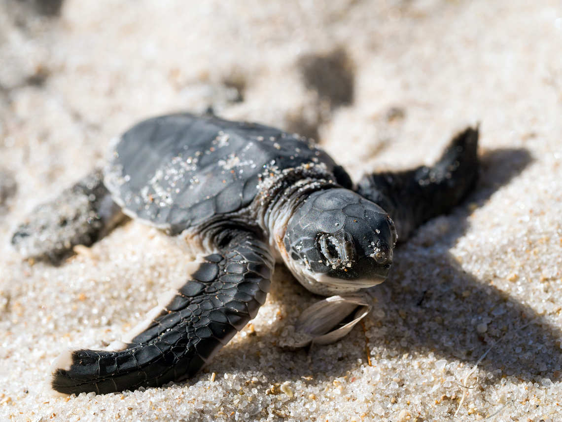 Baby hatchling