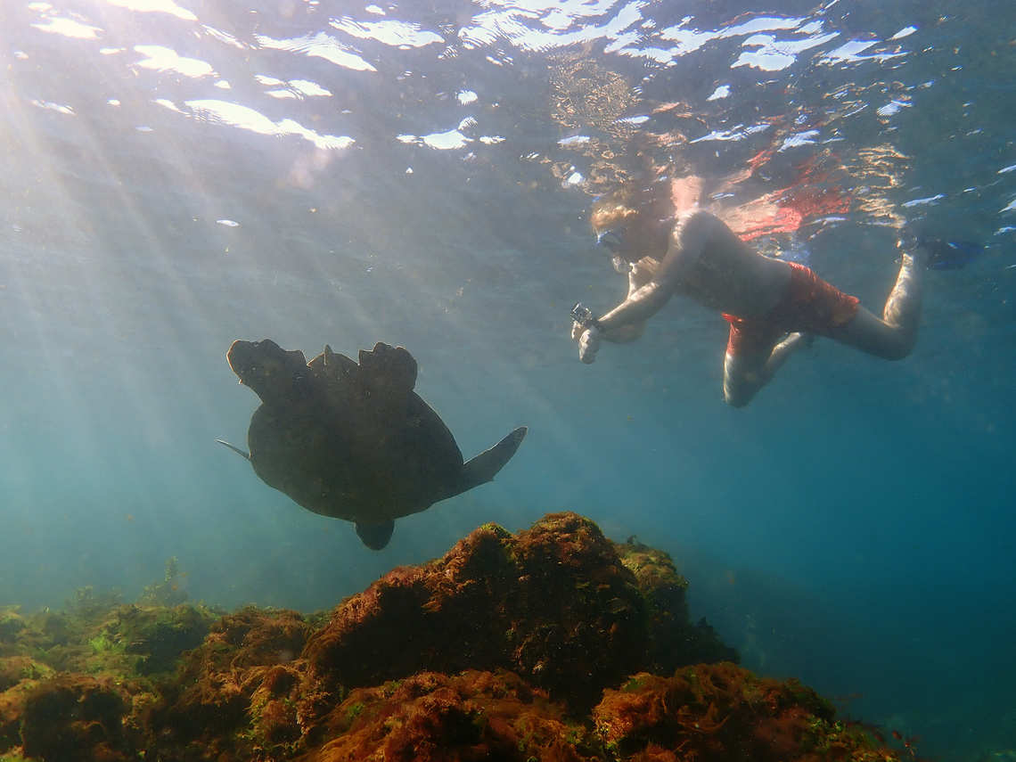 Snorkeling with a turtle in the Galapagos