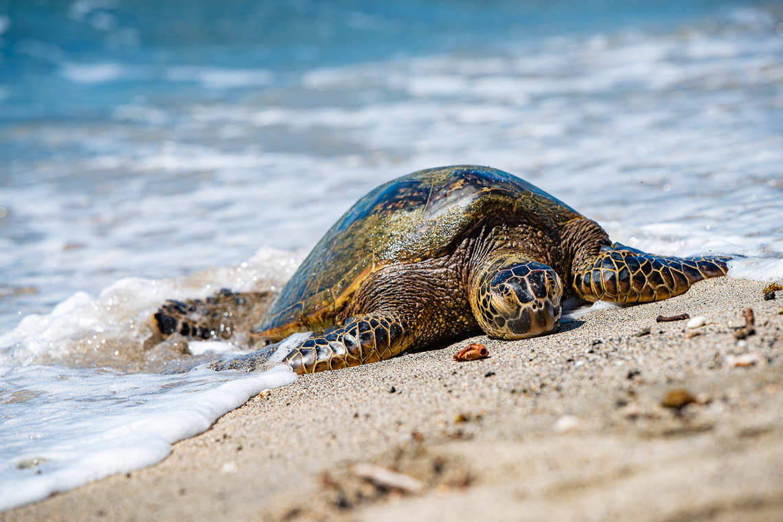 Sea turtle on the beach