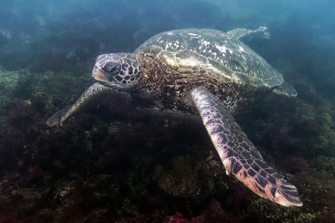 Turtle underweater