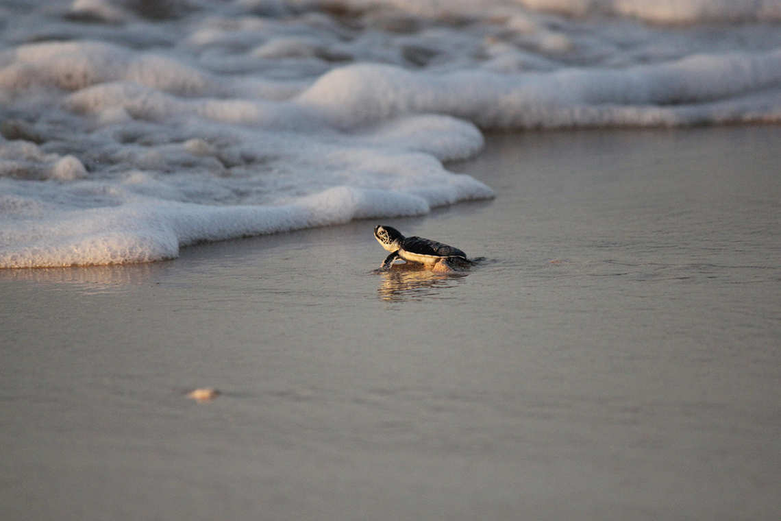 Baby turtle reaching the water