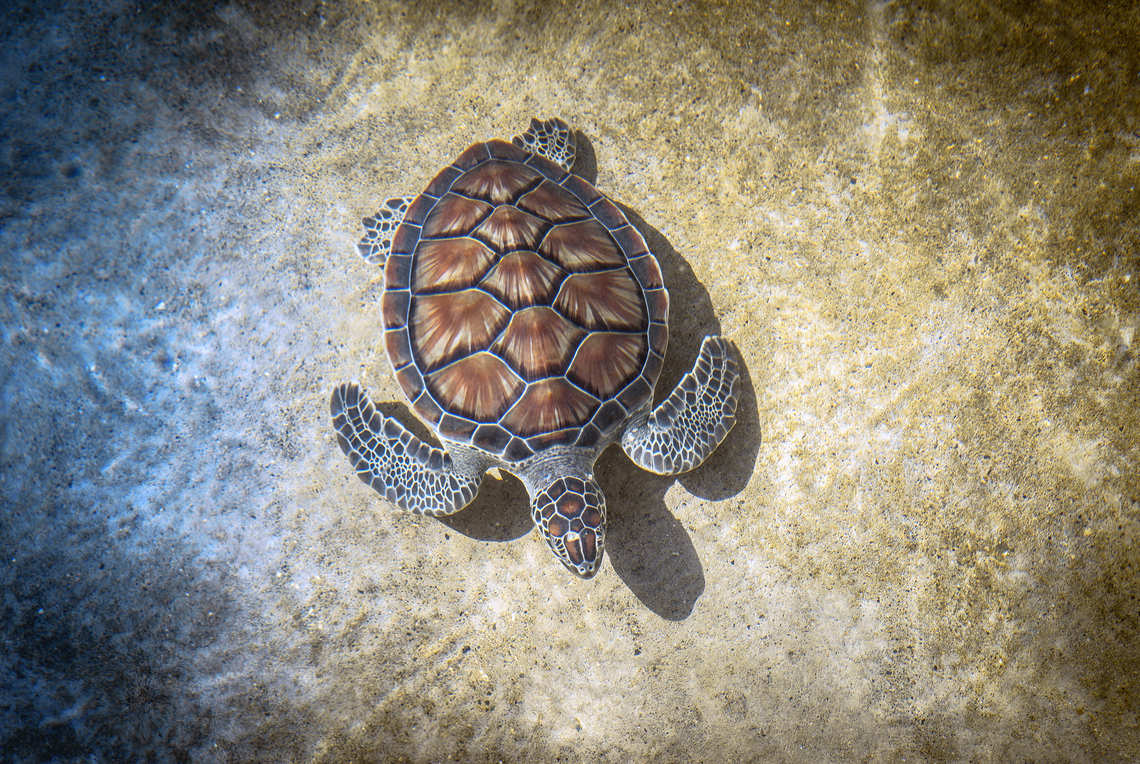 Sea turtle seen from above in the water