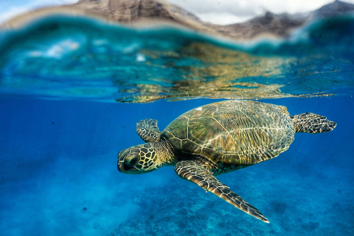 Turtle underwater