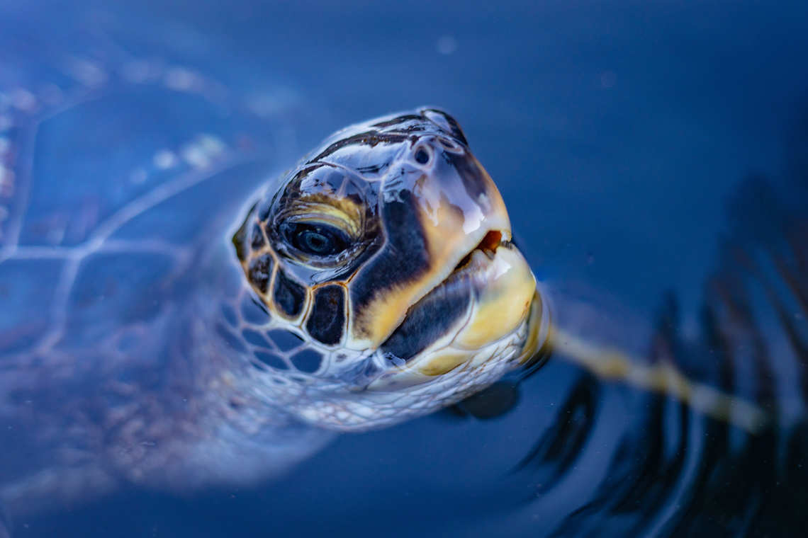 Turtle comes up for air