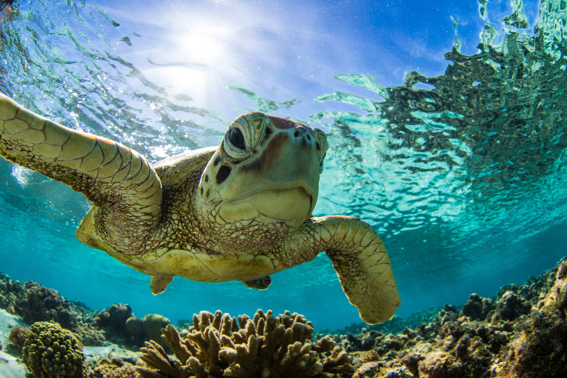 Sea turtle